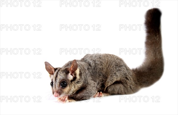 Sugar Glider (Petaurus breviceps)