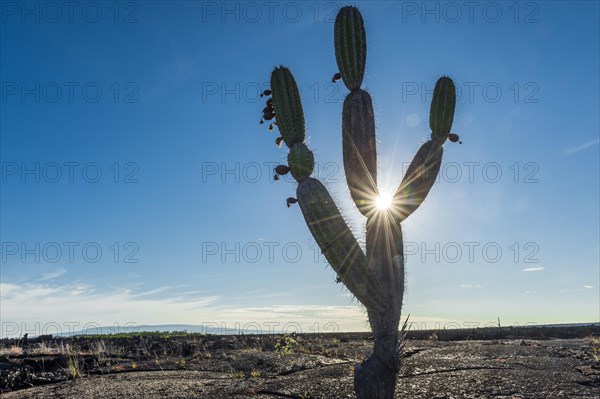 Candelabra Cactus (Jasminocereus thouarsii) in the volcanic landscape of Punta Morena