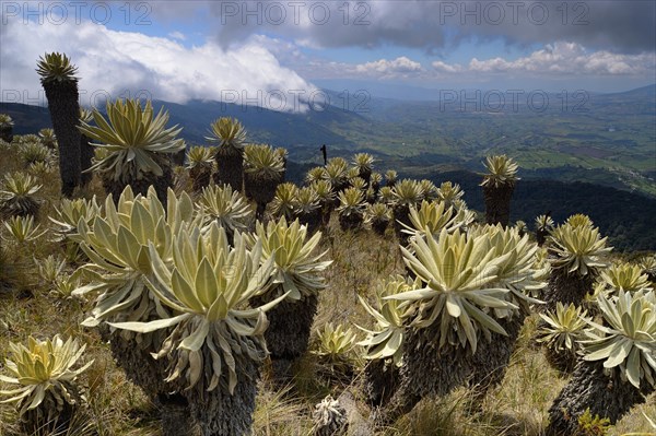 Frailejon or Fraylejon (Espeletia pycnophylla) plants in the paramo landscape