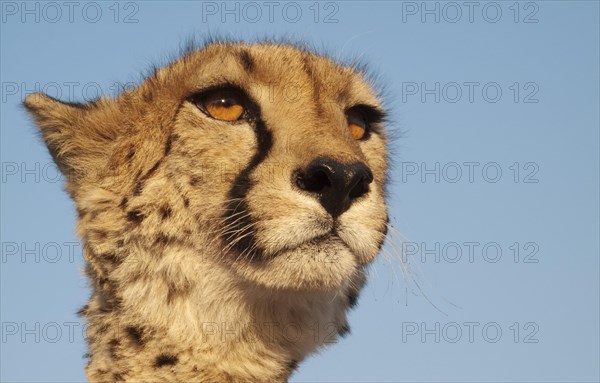 Cheetah (Acinonyx jubatus)