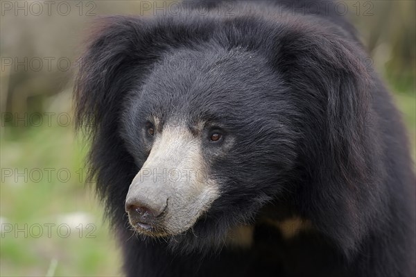 Sloth Bear (Melursus ursinus