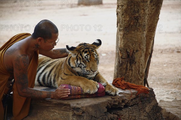 Tiger Temple or Wat Pa Luangta Bua