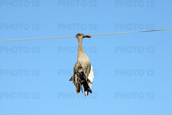 Dead duck hanging on a power line