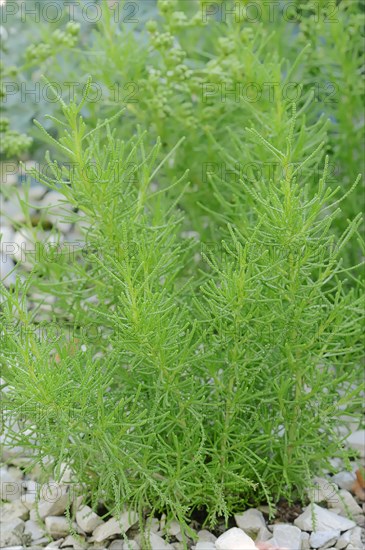 Green Santolina (Santolina rosmarinifolia