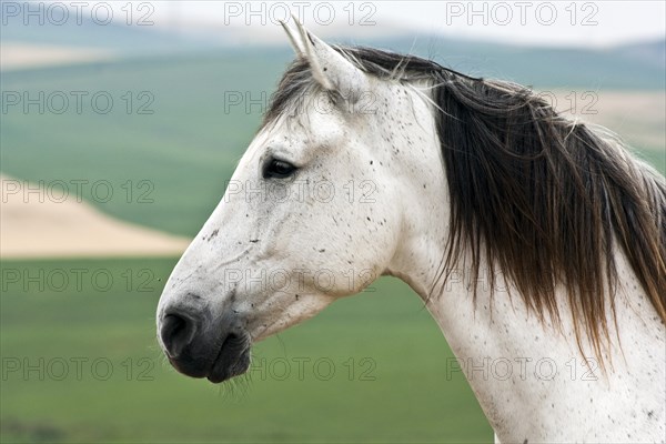 Lusitano horse