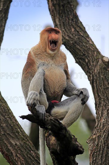 Proboscis Monkey (Nasalis larvatus)