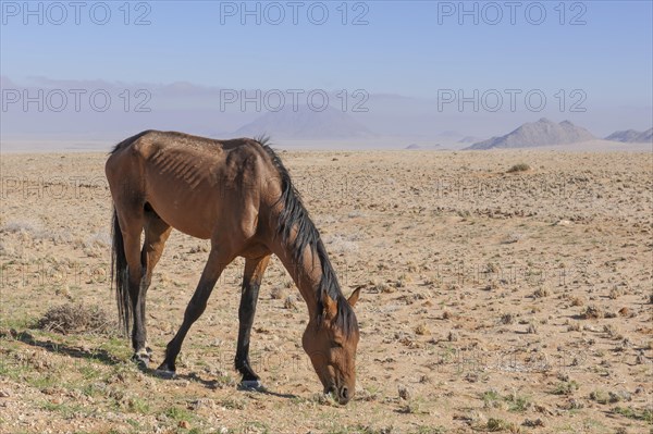 Wild horse in the Namib Desert