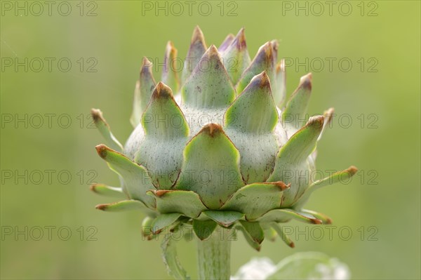 Globe Artichoke (Cynara scolymus