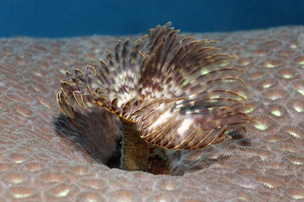 Feather Duster Worm (Sabellastarte sp.)