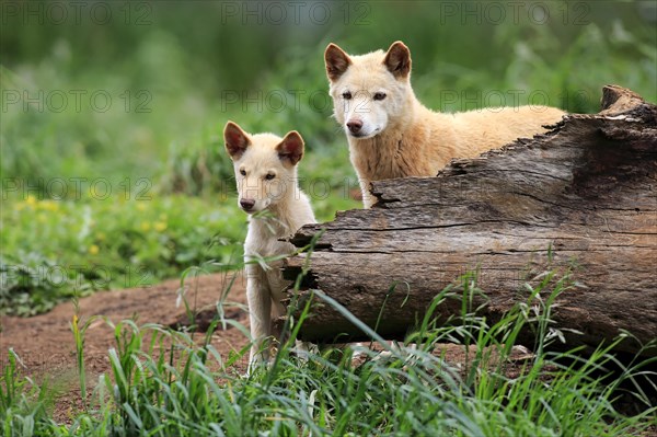 Dingoes (Canis familiaris dingo)