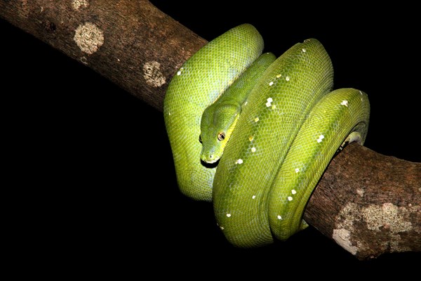 Green Tree Python (Morelia viridis)