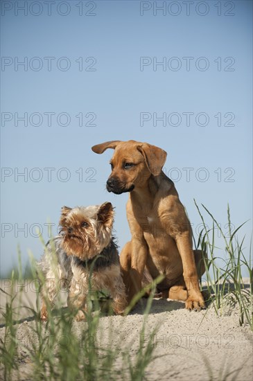 A Yorkshire Terrier and a mixed breed puppy sitting on a dune at the beach