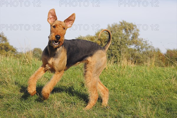 Airedale Terrier