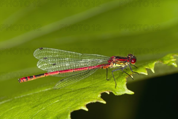 Large Red Damselfly (Pyrrhosoma nymphula)