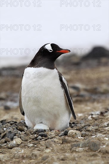 Gentoo Penguin (Pygoscelis papua)