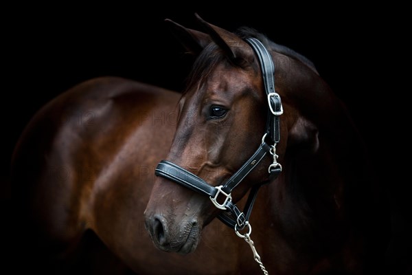 Brown trotter mare wearing a leather halter