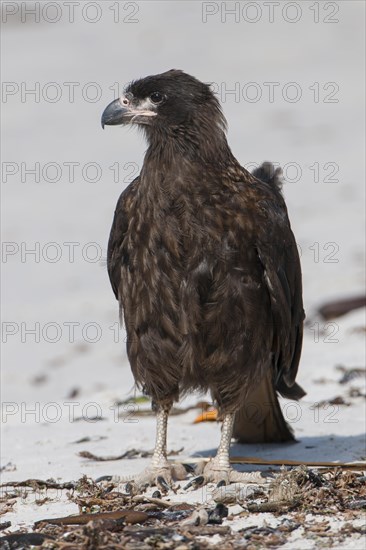 Striated Caracara or Johnny Rook (Phalcoboenus australis)