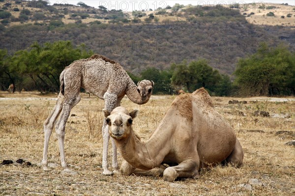 Dromedary or Arabian Camel (Camelus dromedarius) with a calf