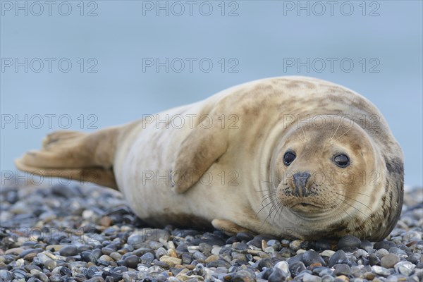 Grey Seal (Halichoerus grypus)