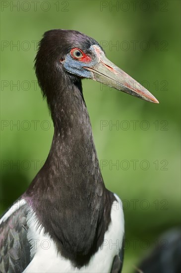 Abdim's Stork (Ciconia abdimii)