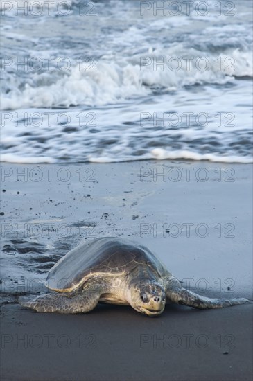 Olive Ridley Sea Turtle (Lepidochelys olivacea)