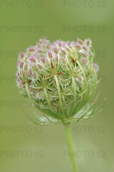 Wild Carrot (Daucus carota subsp. carota)