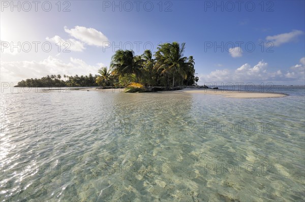 Tropical island with palm trees