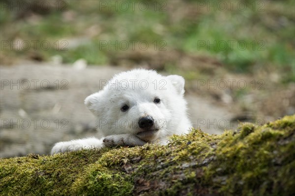 Polar Bear (Ursus maritimus)