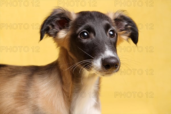 Silken Windsprite puppy