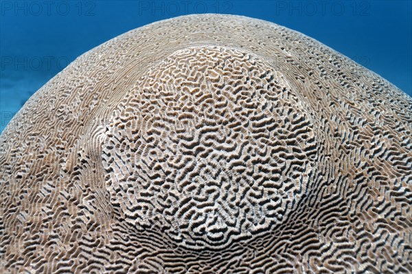 Maze Brain Coral (Platygyra lamellina)