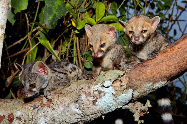 Common genets (Genetta genetta)