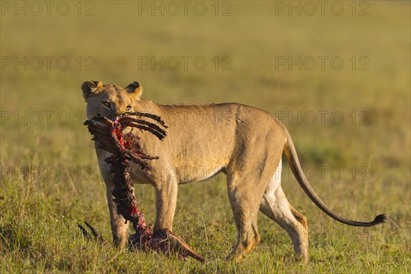 Lioness (Panthera leo) with skeleton