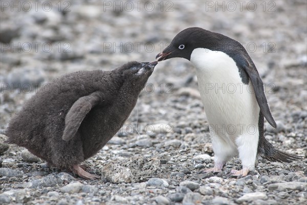 Adelie Penguin (Pygoscelis adeliae) feeding a chick