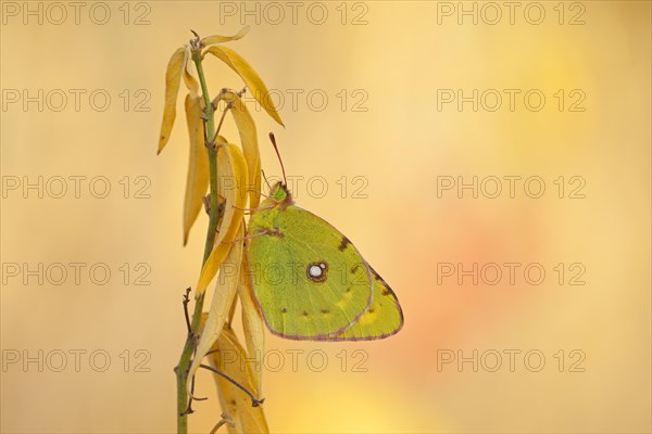 Dark Clouded Yellow (Colias croceus)