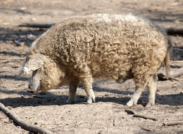 Hairy Mangalitsa pig