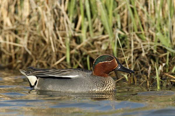 Common Teal (Anas crecca)