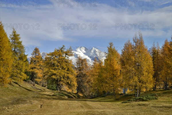 Larch forest (Larix) in autumn