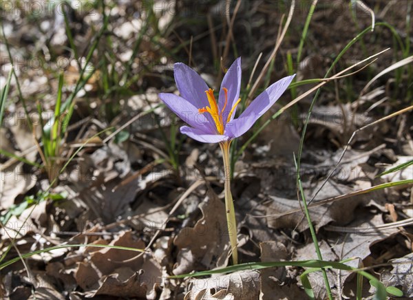 Saffron flower (Crocus sativus)