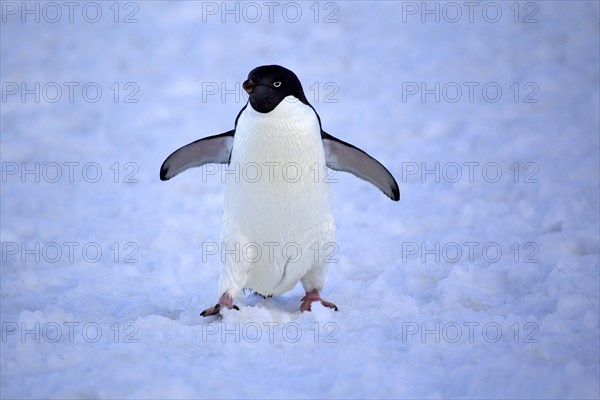 Adelie Penguin (Pygoscelis adeliae)