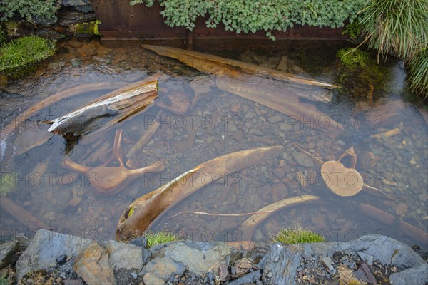 Whale bones in the abandoned Grytviken whaling station