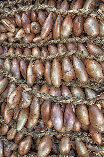 Braids of onions