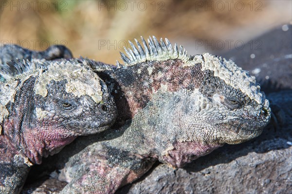 Sea Iguanas or Galapagos Marine Iguanas (Amblyrhynchus cristatus hassi)