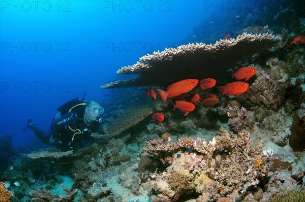 Scuba diver looking at Lunar-tailed Bigeyes (Priacanthus hamrur)