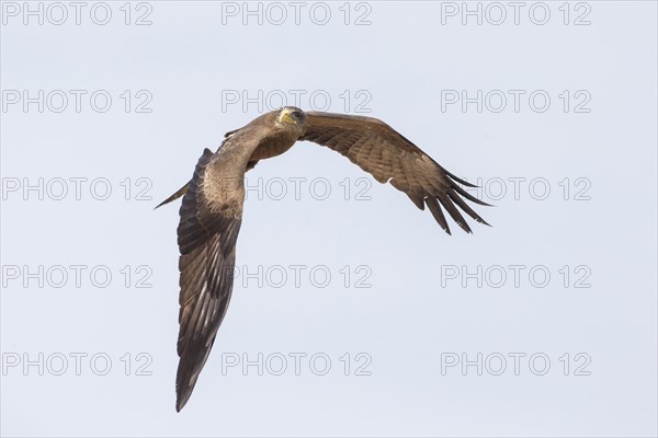 Yellow-billed Kite (Milvus aegyptius) in flight