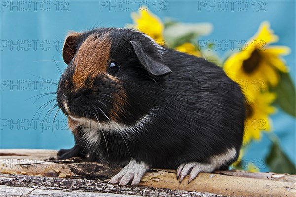 Smooth Guinea Pig