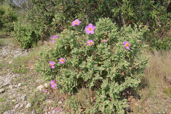 White-leaved Rock Rose (Cistus albidus)