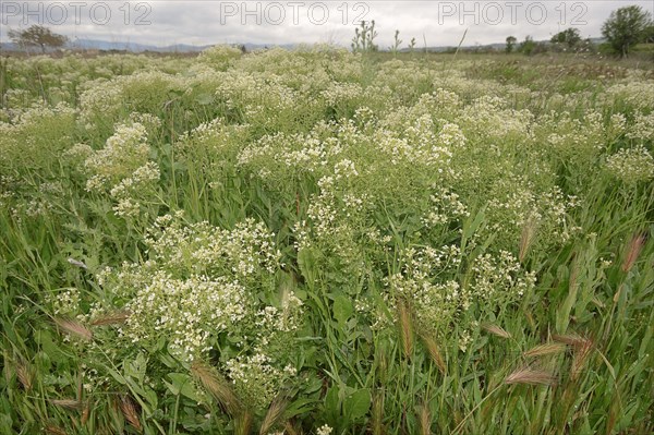 Whitetop (Lepidium draba