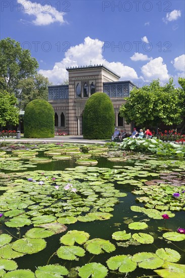 Lily pond