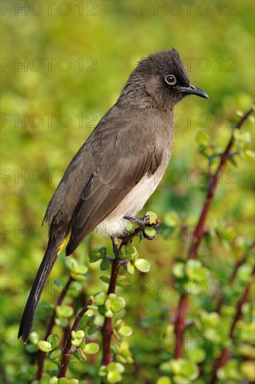 Cape Bulbul (Pycnonotus capensis)