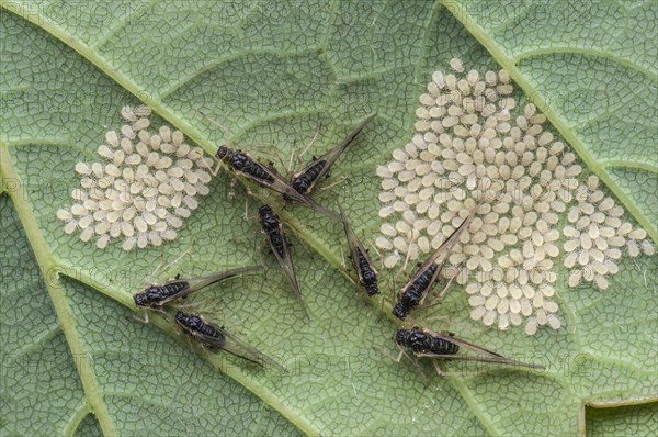 Aphids (Aphidina)